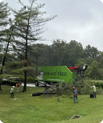 Professional Tree Remova