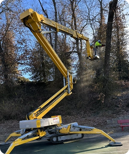 Professional Tree Removal Services