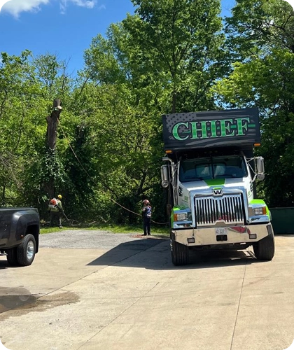 Your Trusted Partner for Tree Removal in Glen, IL