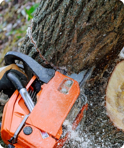 Reliable Tree Removal Services
