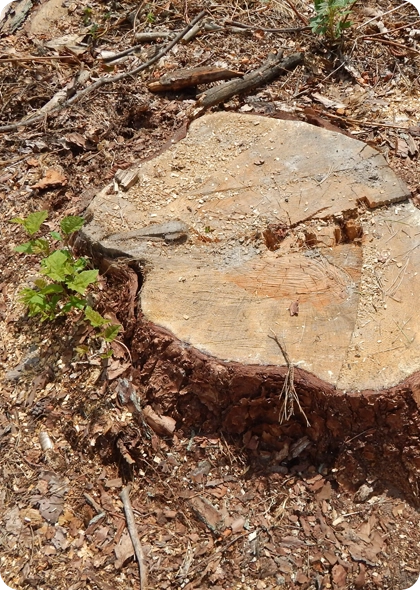 Our Efficient and Property-Friendly Approach to Complete and Professional Stump Grinding