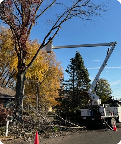 Shaping Healthy, Beautiful Trees