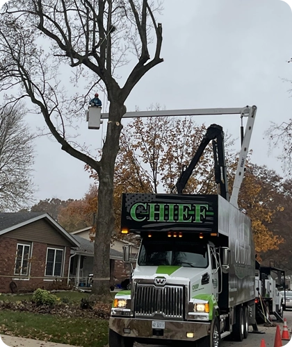 Expert Tree Trimming Strategies