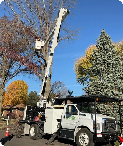 Enhancing Tree Health and Aesthetics