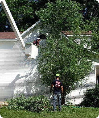 Preserving Tree Health and Beauty Across Glen, IL with Expert Pruning