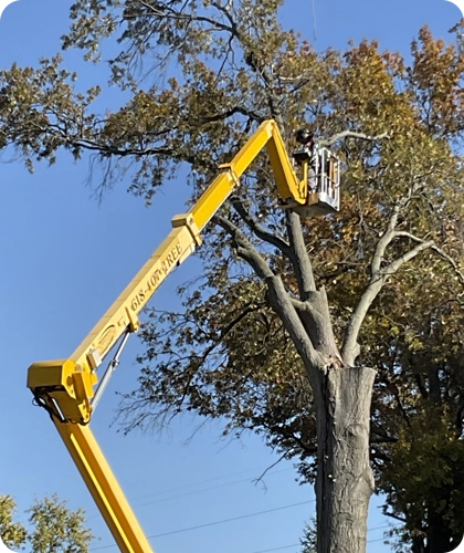 Expert Tree Trimming & Pruning Services