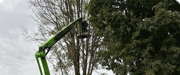 Tree Trimming & Pruning