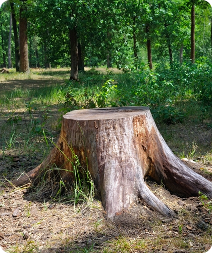 Efficient Stump Grinding Services