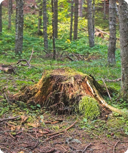 Comprehensive Stump Grinding