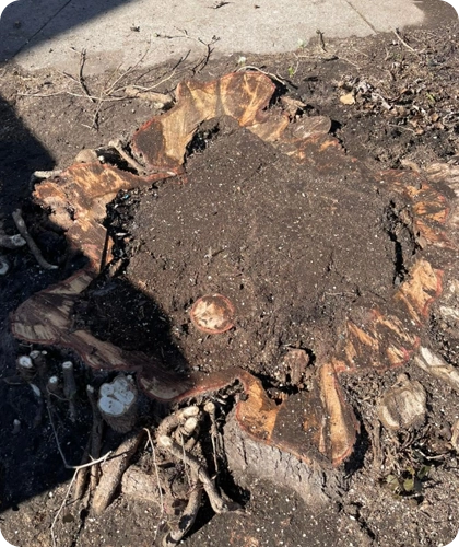 Removing Unwanted Stumps to Beautify Your Glen, IL Landscape