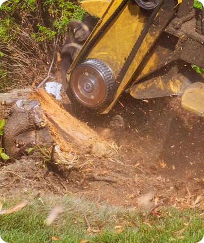 Complete Stump Grinding Solutions