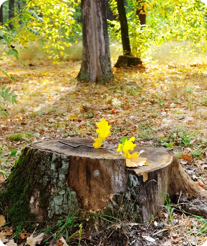 Efficient Stump Grinding