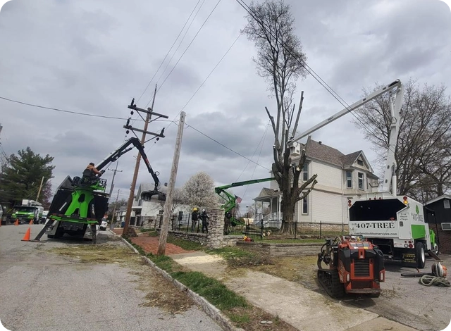Redefining Heavy-Duty Tree Removal with a Gentle Touch