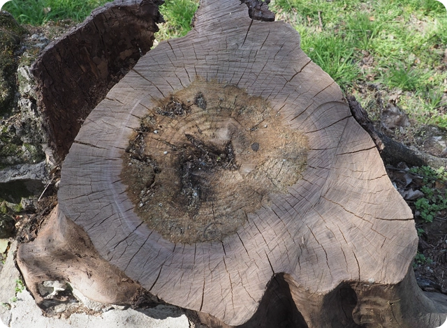 Complete Stump Removal That Clears the Way for New Possibilities