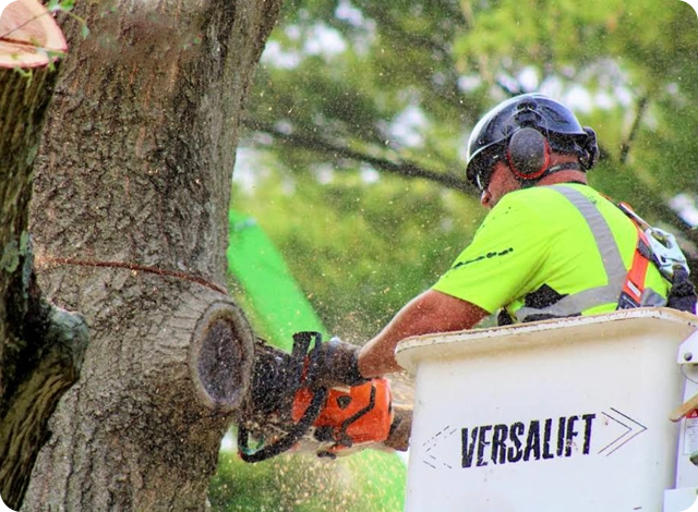 Efficient, and Professional Tree Removal Solutions