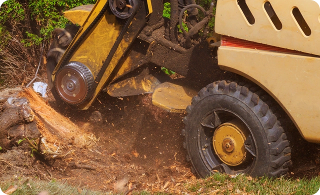 Reclaim Your Yard with Fast, Clean Stump Grinding Service