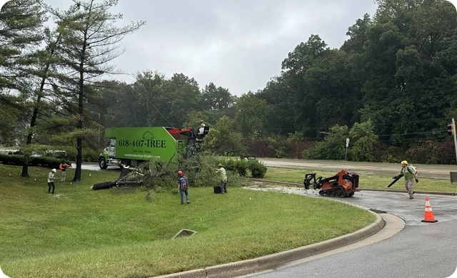 Safe, Expert Tree Removal to Protect Your Home and Landscape