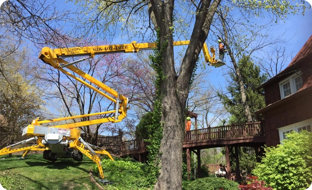 Expert Tree Trimming and Pruning to Enhance Health, Safety, and Beauty