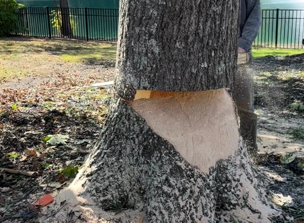 DIY Tree Removal: